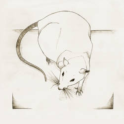 Rat 2/3