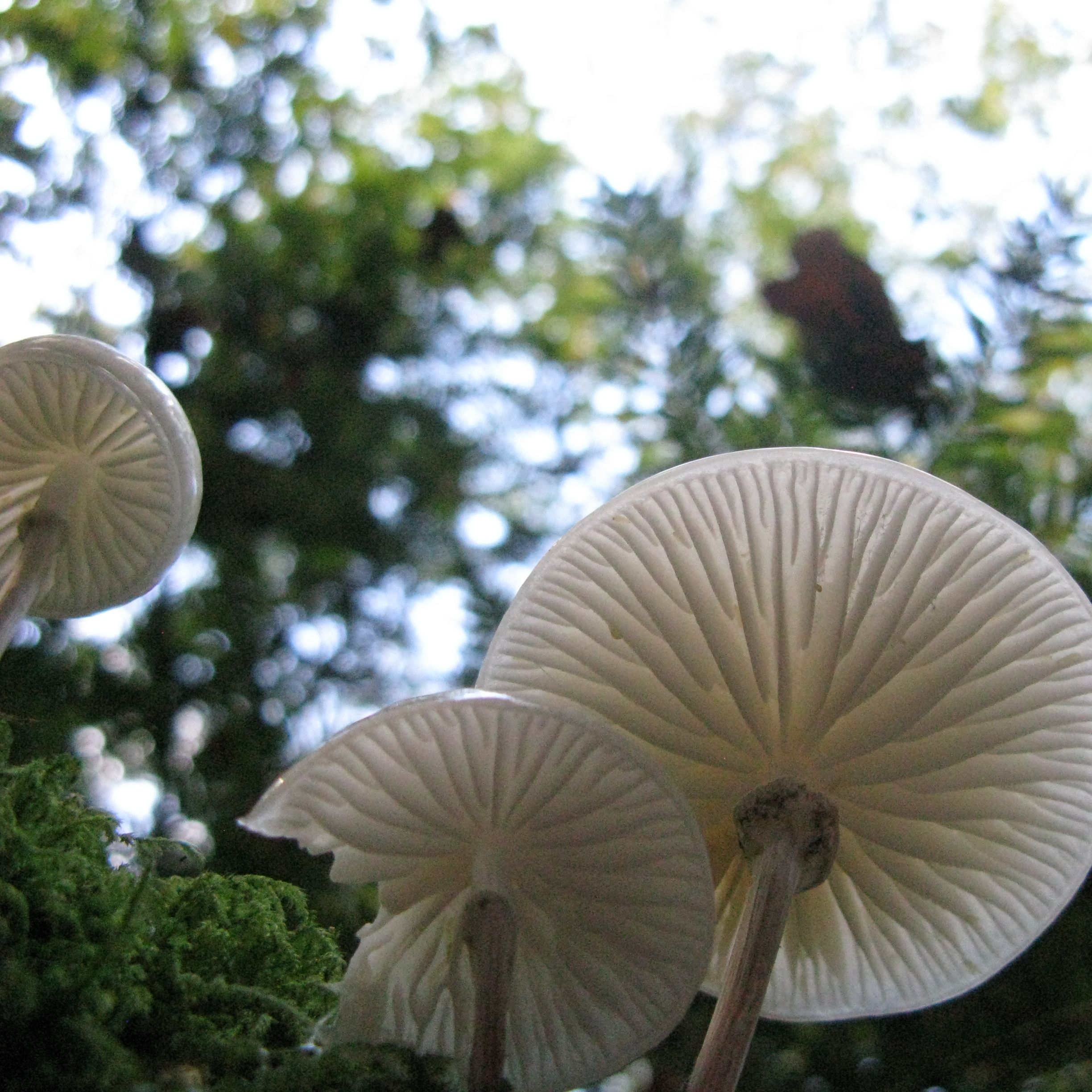 Mushrooms in the forest