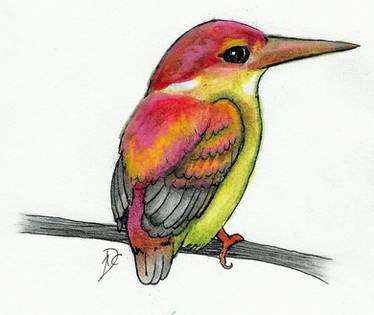 Original Drawing: Rufous-backed Kingfisher (Etsy)