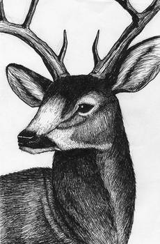 Original ink drawing: deer (Etsy)