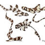 Brownbanded Bamboo Shark