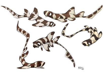 Brownbanded Bamboo Shark