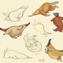 Platypus sketches