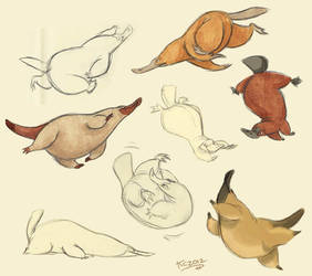 Platypus sketches