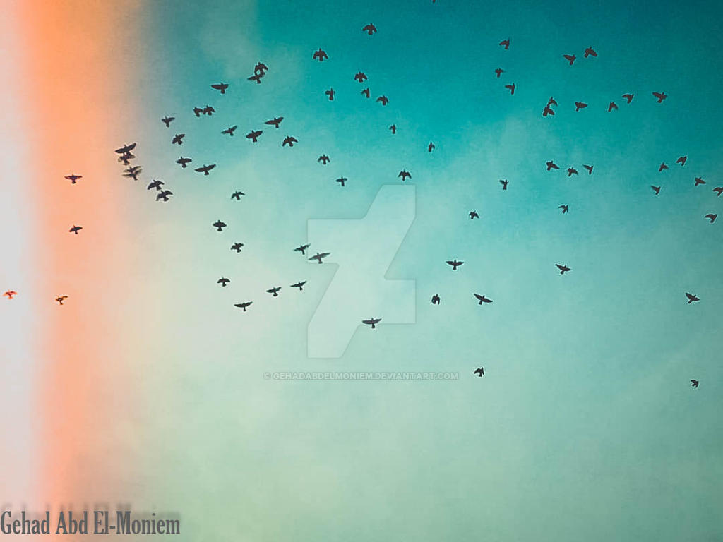 Be Like Bird by GehadAbdElmoniem on DeviantArt