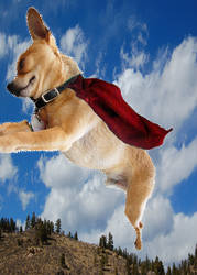 super pup