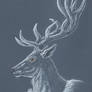 White Stag