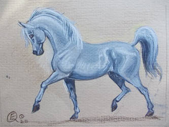 Grey Arabian stallion