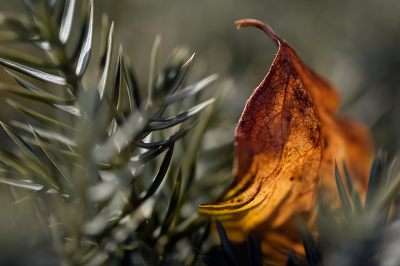 Autumn in our garden 3