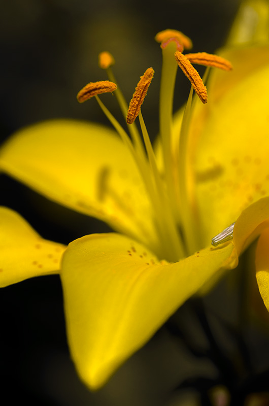 Yellow lily 2