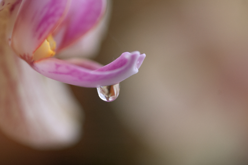 Drop on an orchid