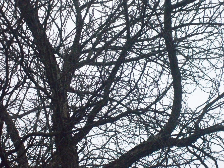 Intermingled Branches Intricate Branches by bloom-ness on DeviantArt