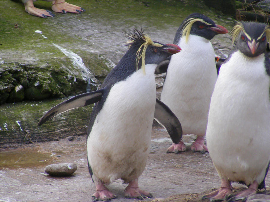 Rich results for "rockhopper penguins" SERP