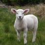 Lamb 07