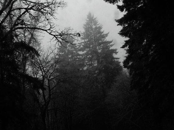 BW forest 1