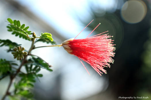 The Cardinals Tail