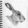 Hare Head Study