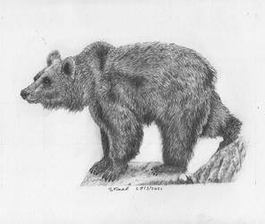 Bear in pencil