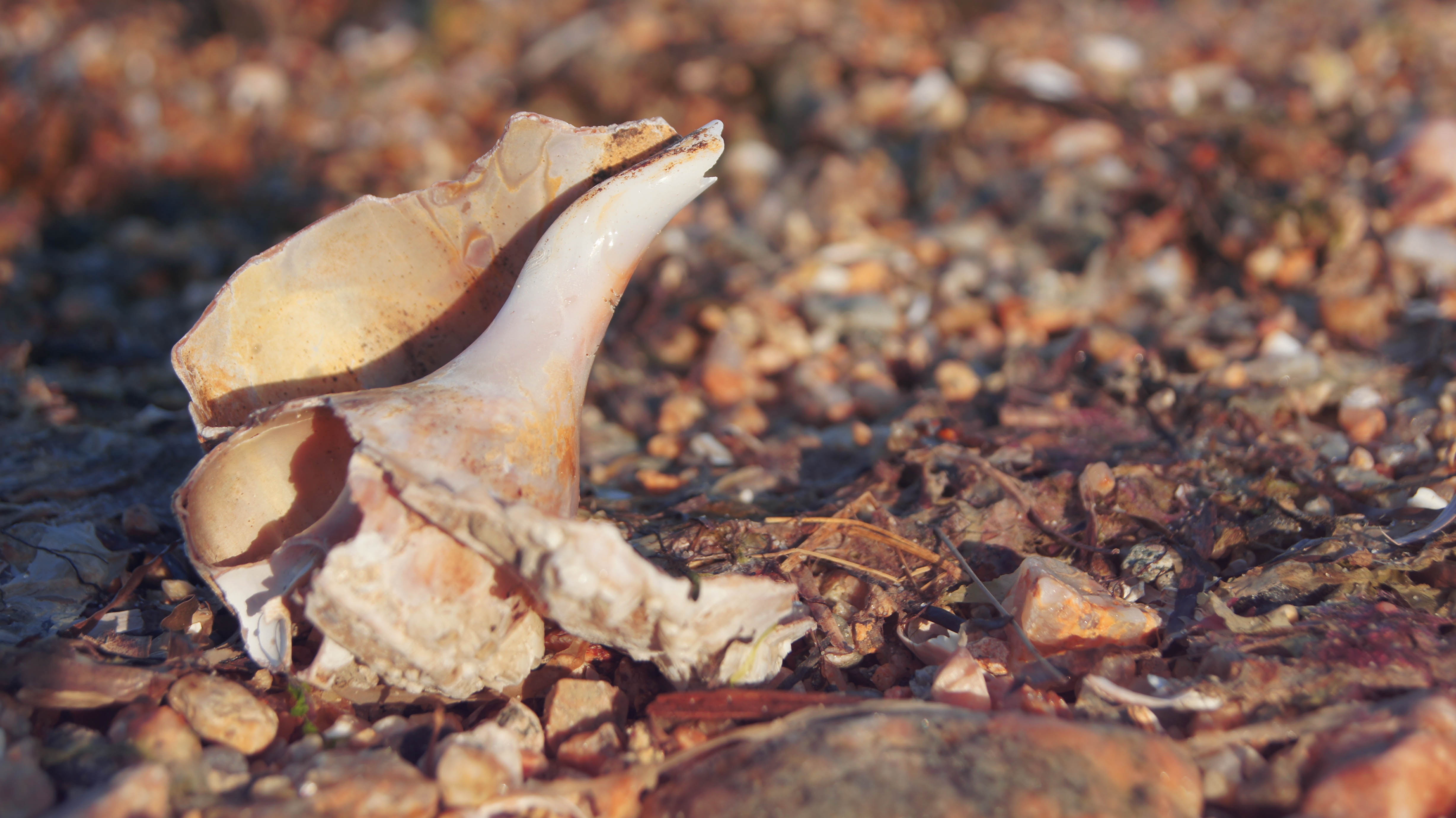 Conk Shell by VO-ovMiu on DeviantArt