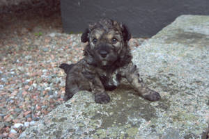 Unedited Picture - Pumi Puppy