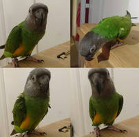 Several Senegal Parrot Images