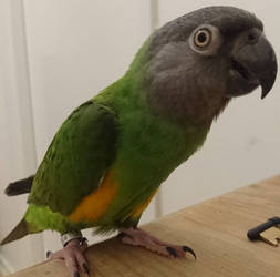 Senegal Parrot