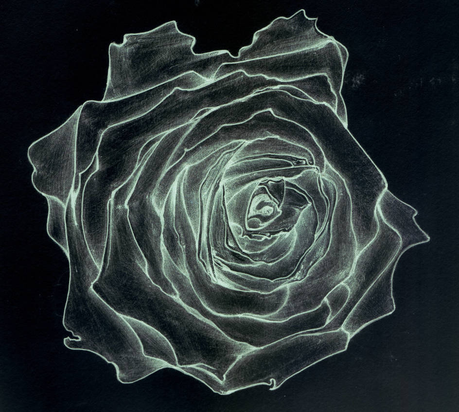 Inverted Rose Pattern Black Rose Inverted by JoshuaPorretta on DeviantArt