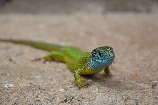 Blue Head Lizard