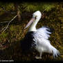 Pelican bird Soft Sculpture