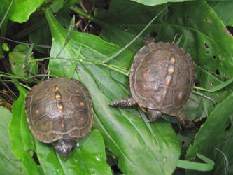 More Baby Box Turtles