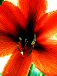 Red, red lilium