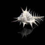 Venus Comb Murex