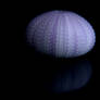 Purple Sea Urchin
