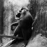 Solitude