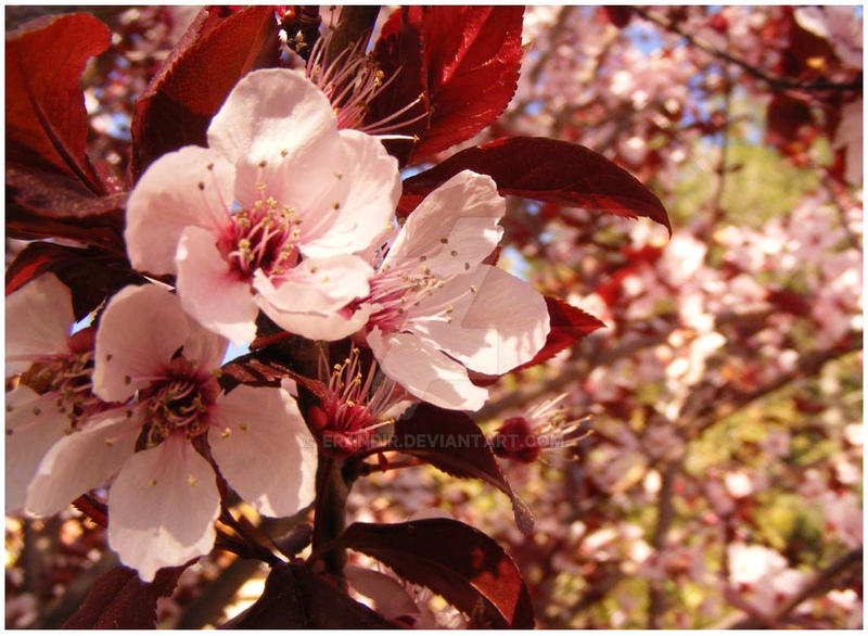 Sakura