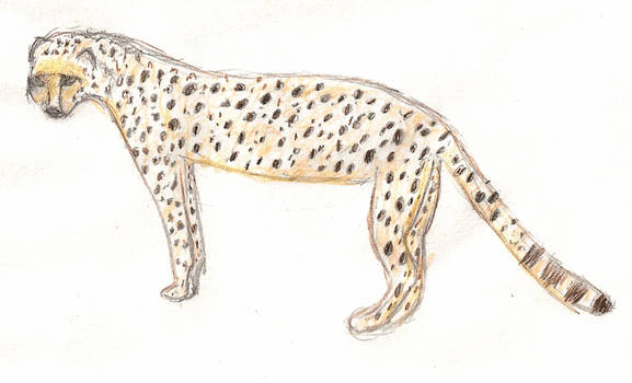 Cheetah