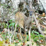 Doe in Woods