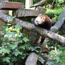 red panda 2