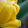 Yellow Tulip