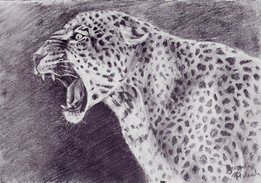 Leopard