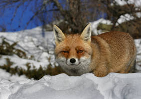 Fox in the Snow