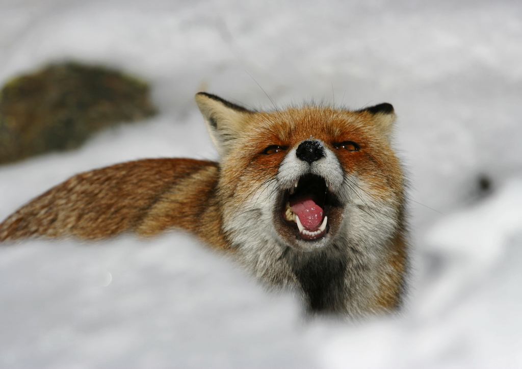 Fox in the Snow 2