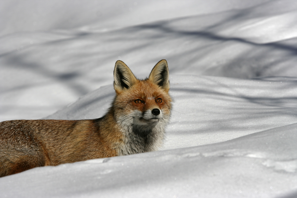 Fox in the Snow 3