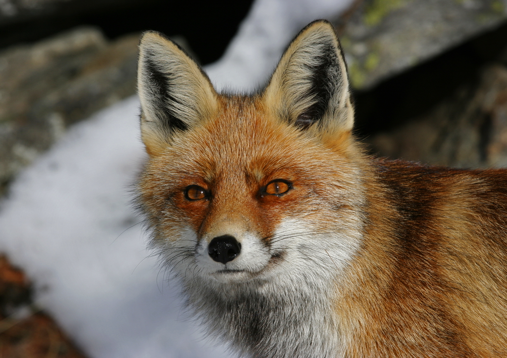 Fox in the Snow 4