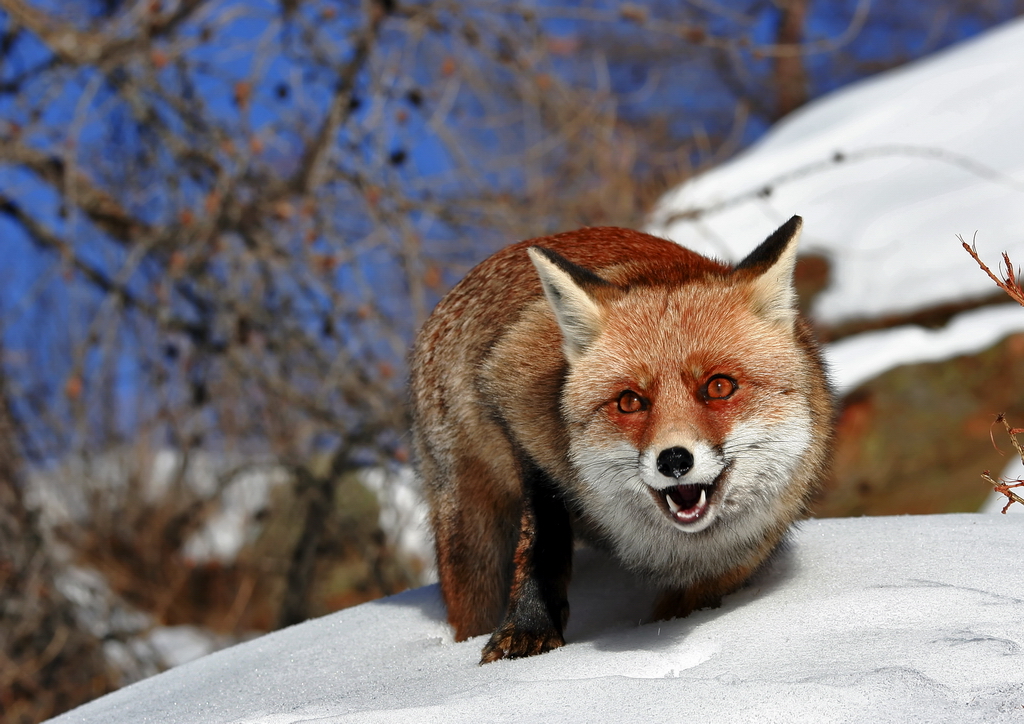 Fox in the Snow 5