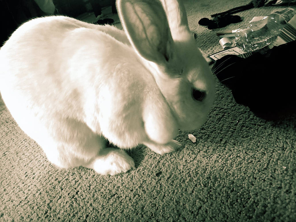 Suspicious Rabbit by AzquLoops on DeviantArt