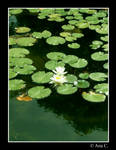 Green Lake by Ana-D