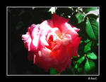 Kind of a Rose by Ana-D