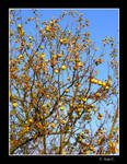 Apple Tree by Ana-D