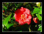 Red Flower by Ana-D